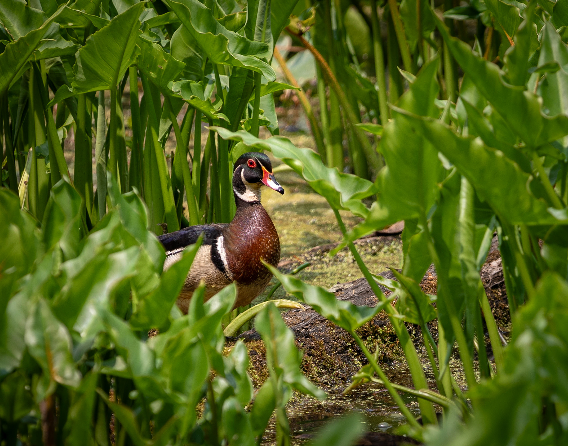 Wood Duck