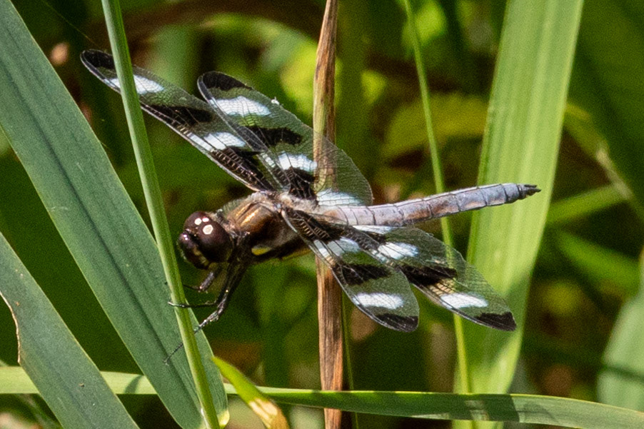 Twelve Spotted Skimmer