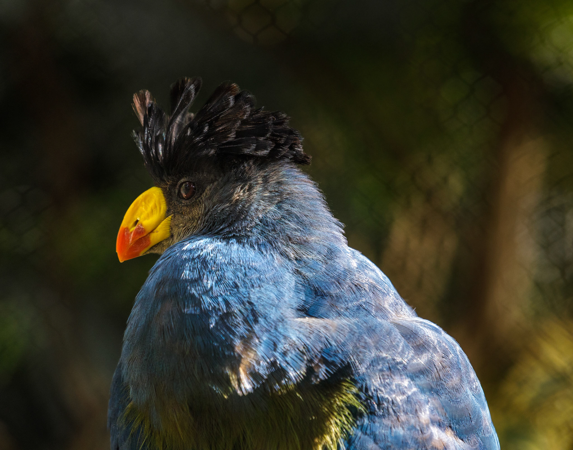 Great Blue Turaco - San Diego Safari Park