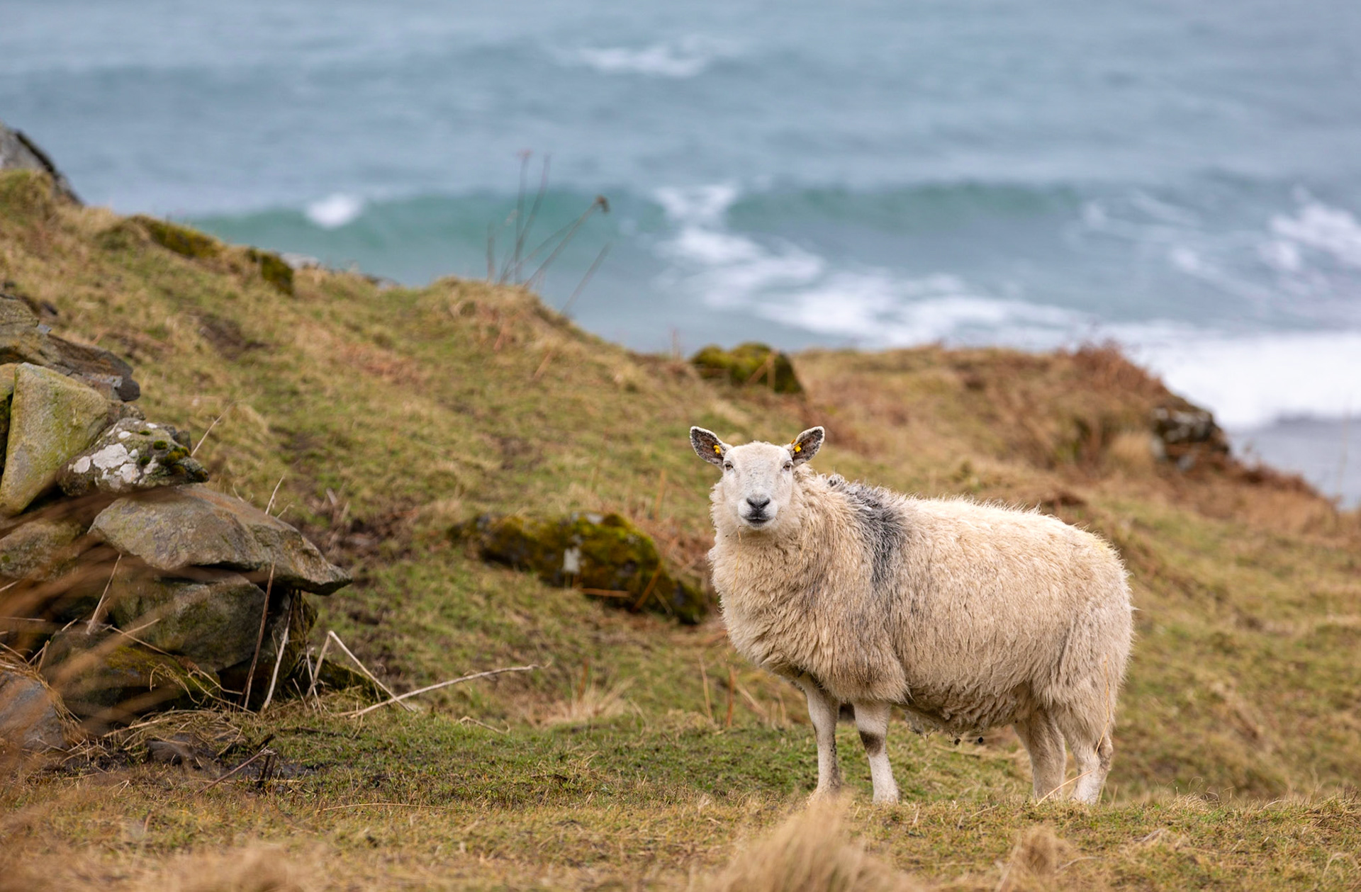 A sweater in the making - Glencolumbkille, County Donegal, Ireland