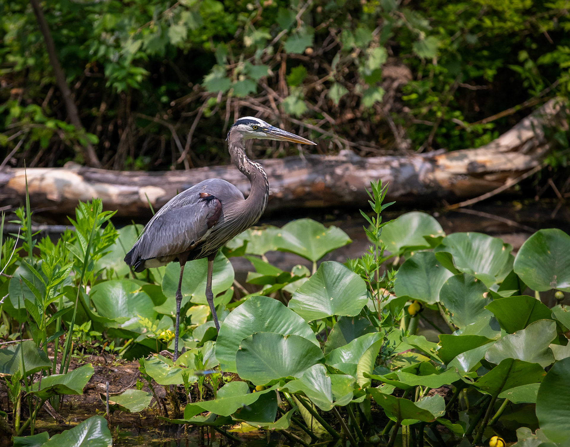 Great Blue Heron