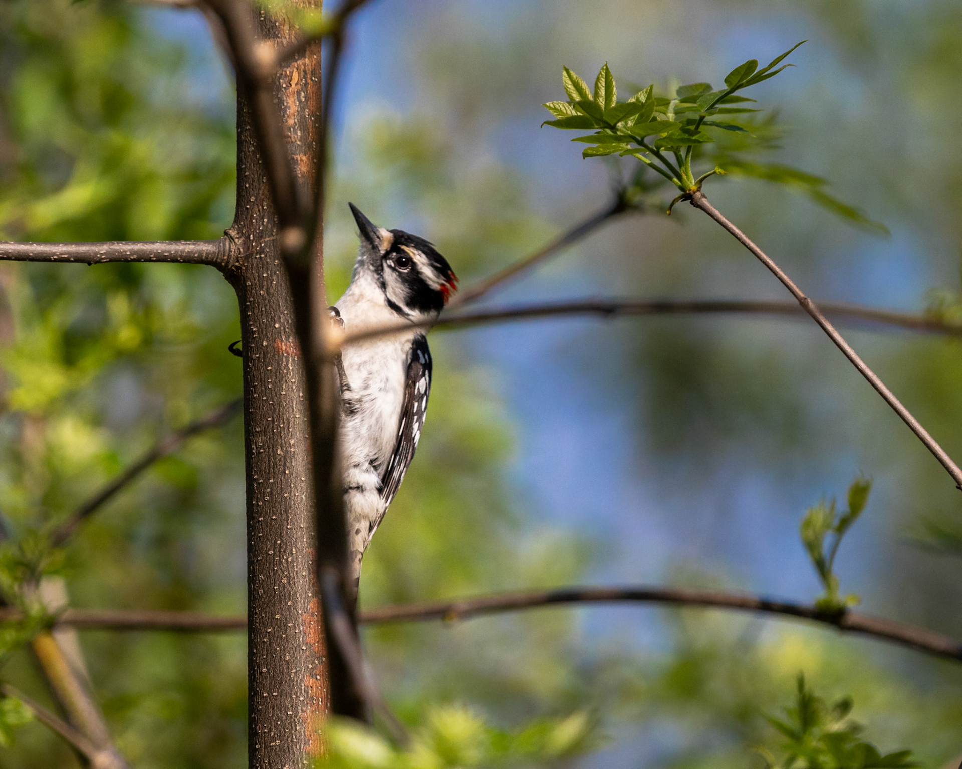 Hairy Woodpecker