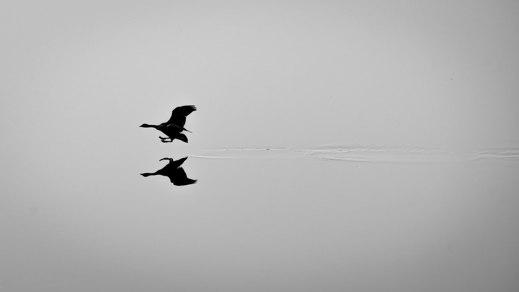 Canada Goose Reflection 2