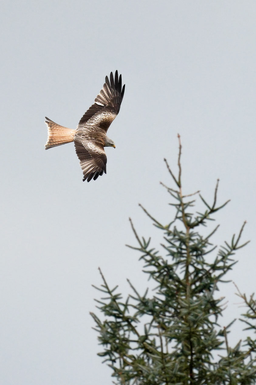 Red Kite