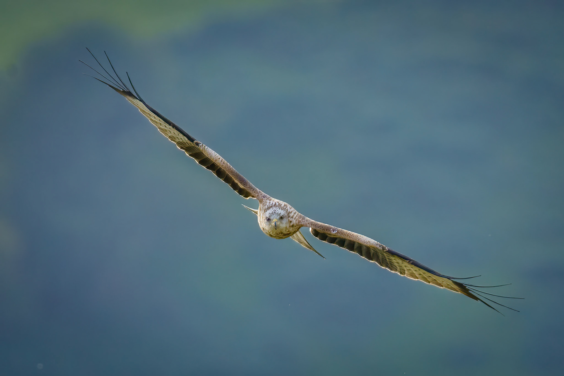 Red Kite - Hunting Over Mid Wales 1