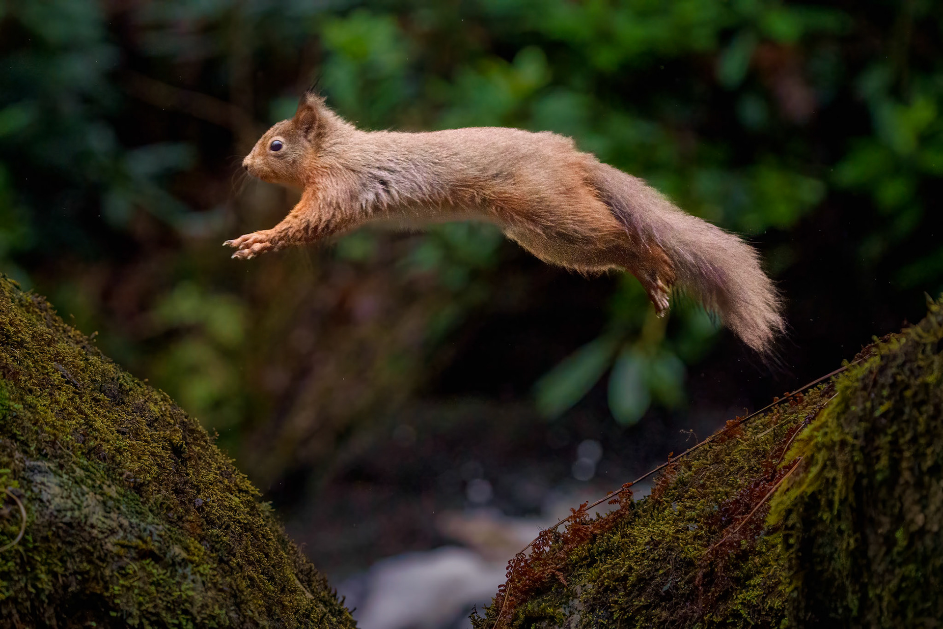 Red Squirrel