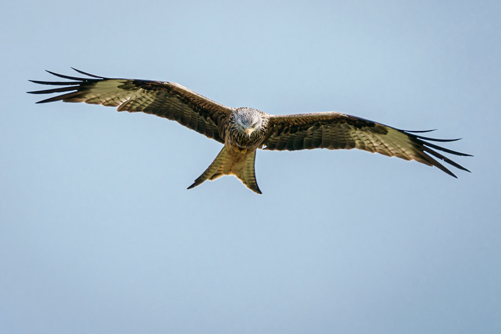 Red Kite