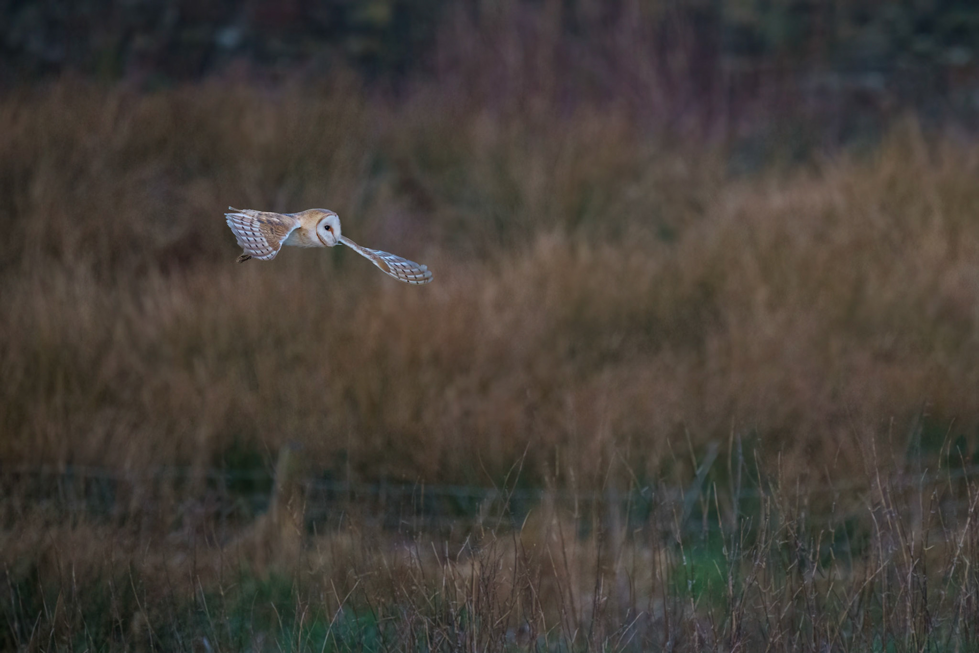 Barn Owl