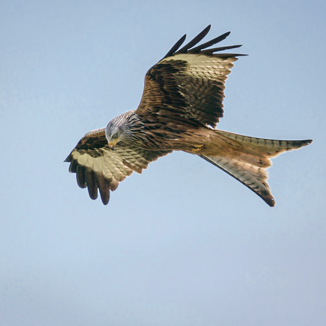 Red Kite
