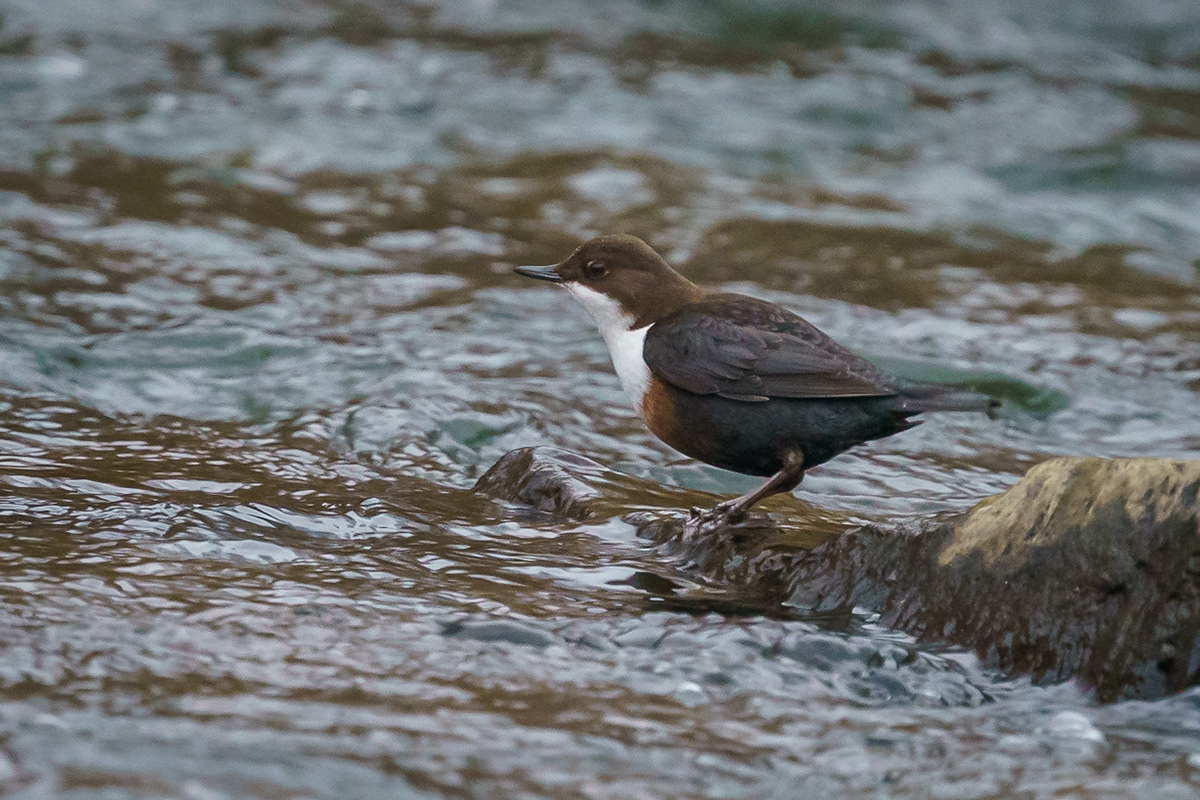 Dipper