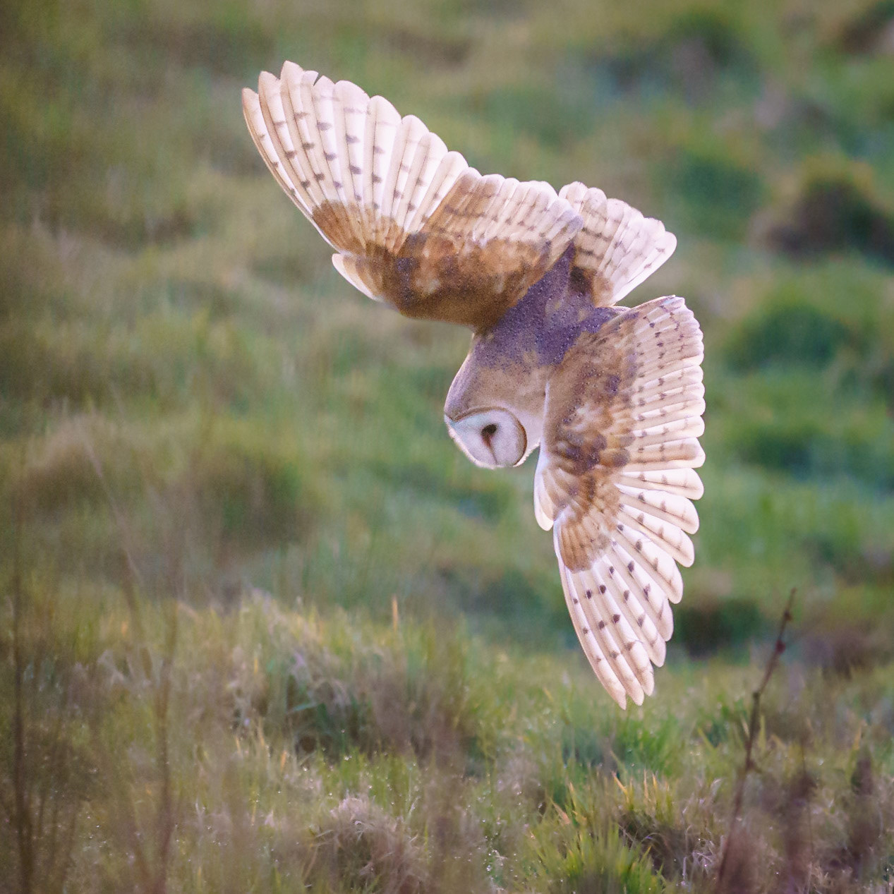 Going in for the Kill