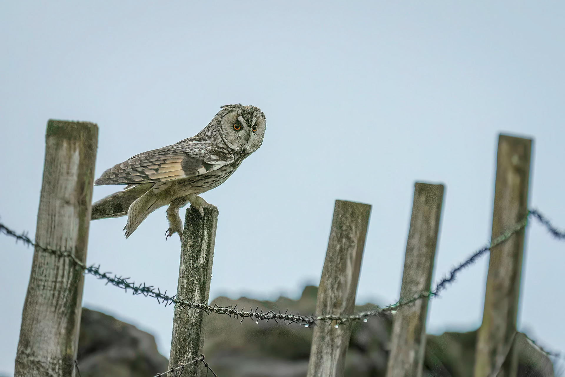 Long Eared Owl