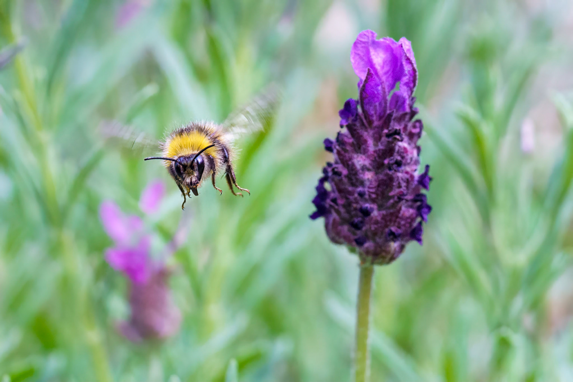 Bumble Bee and lavender
