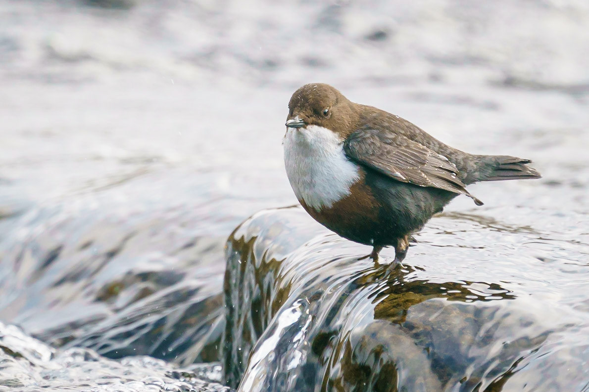 Irwell Dipper