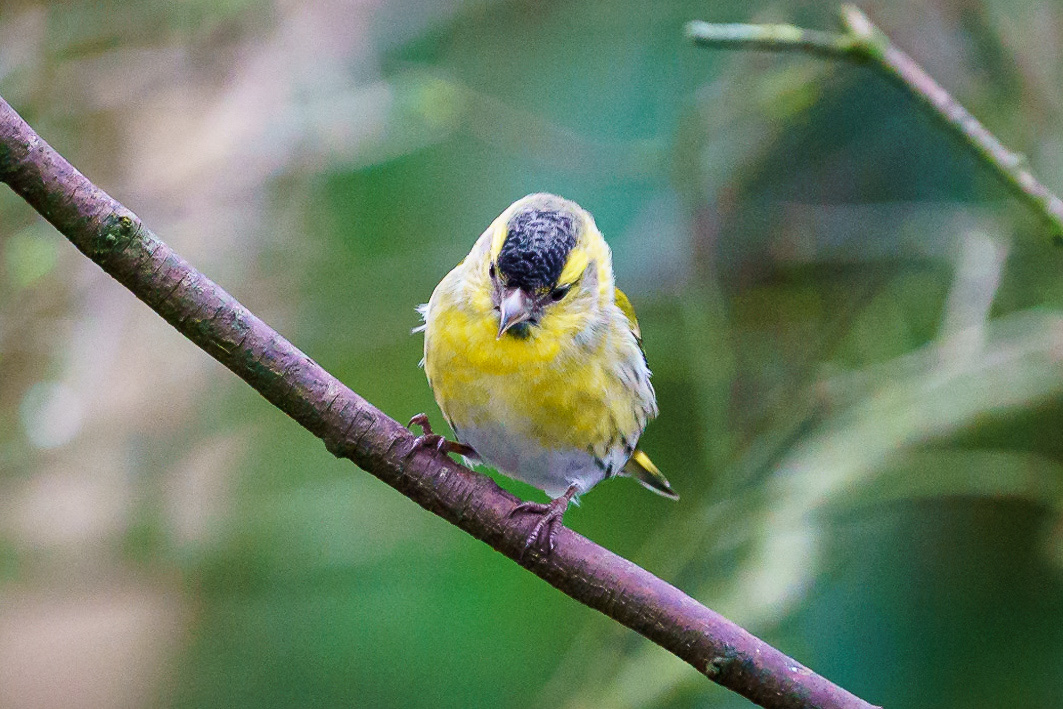 Siskin