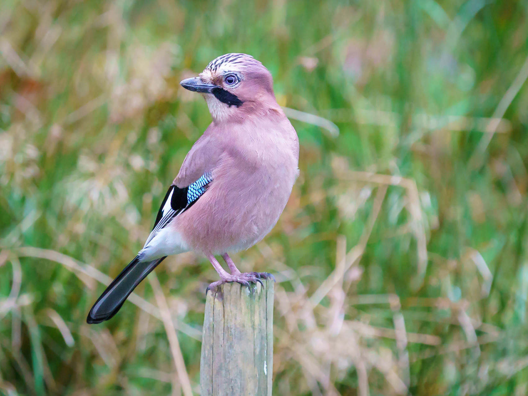 Eurasion Jay