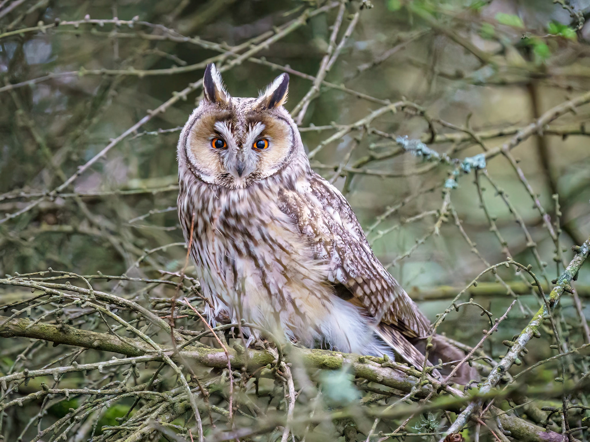 Long Eared Owl
