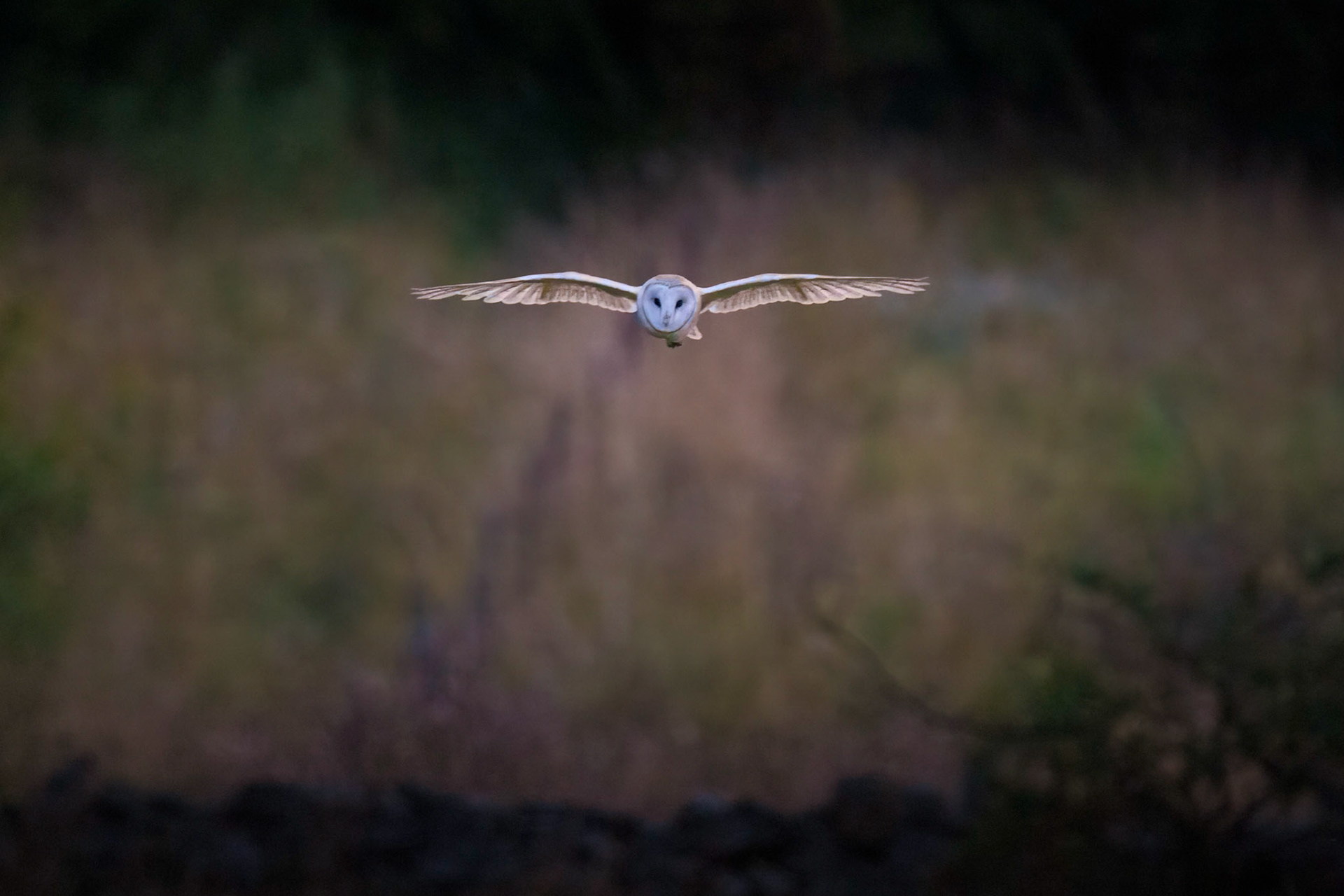 Barn Owl