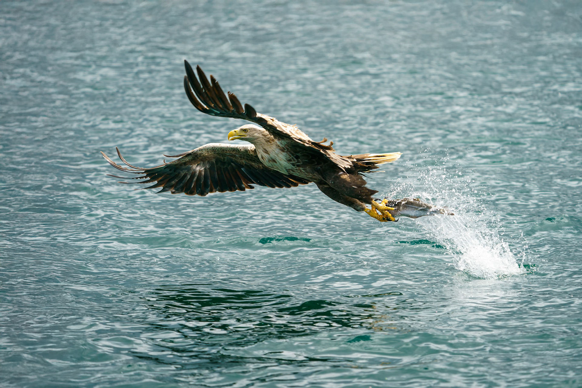 White Tailed Eagle