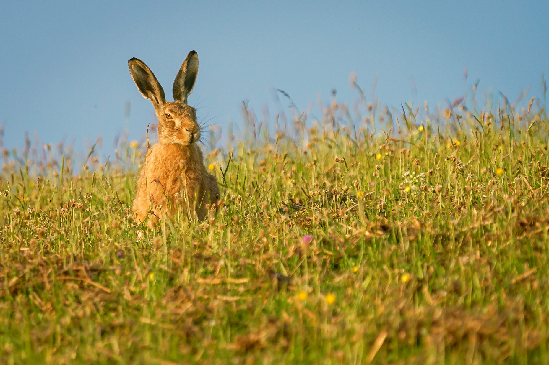 Brown Hare
