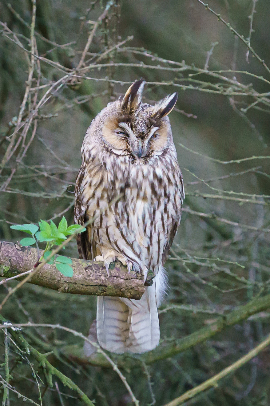 Long Earred Owl