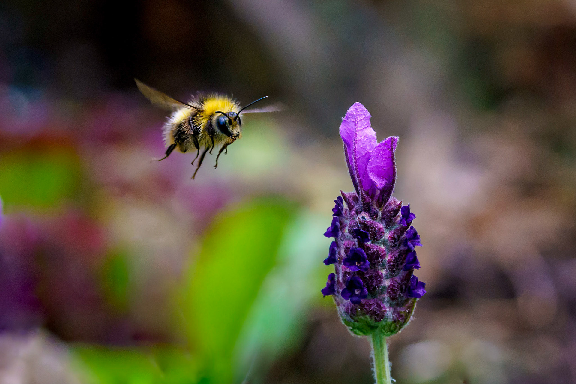 Bumble Bee and lavender