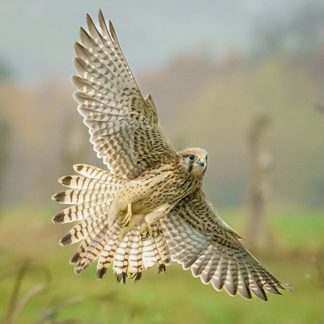 Kestrel