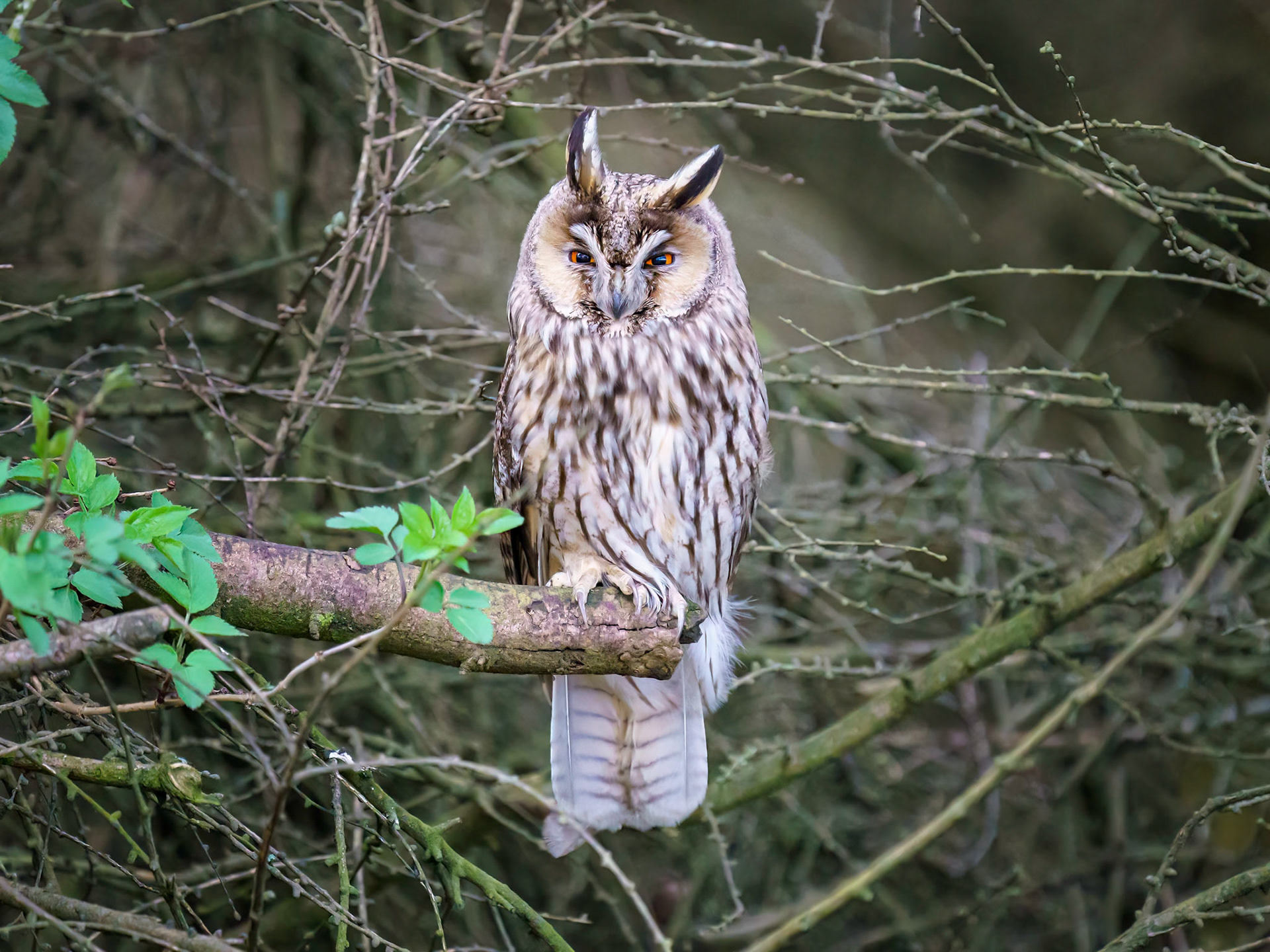 Long Eared Owl