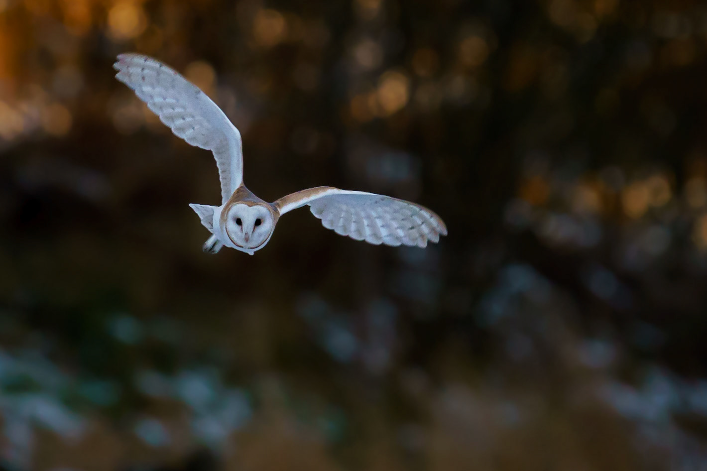 Early Morning Barn Owl