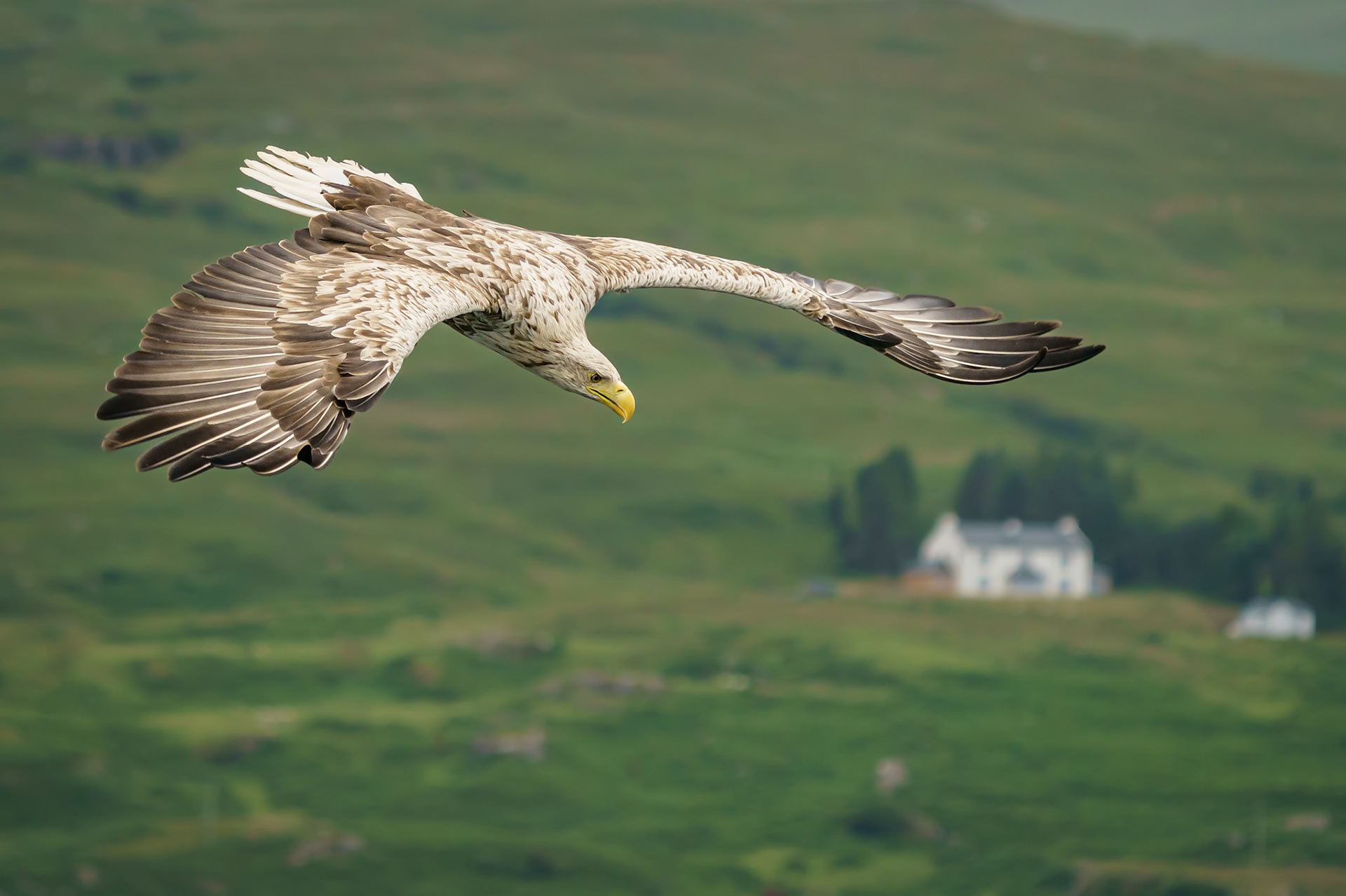 White Tailed Eagle