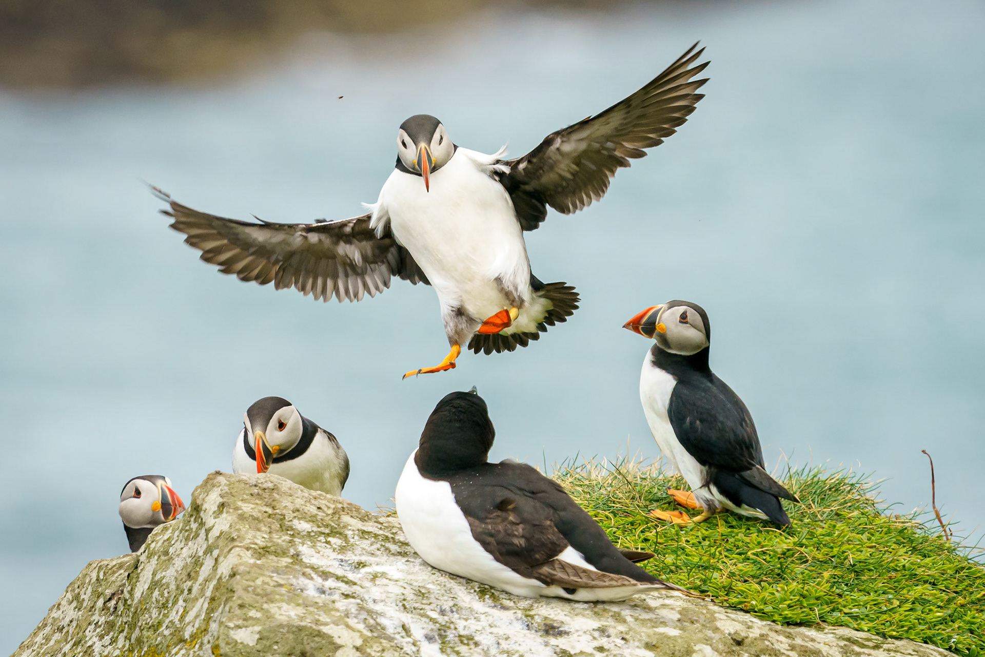 Puffin (Countryfile)