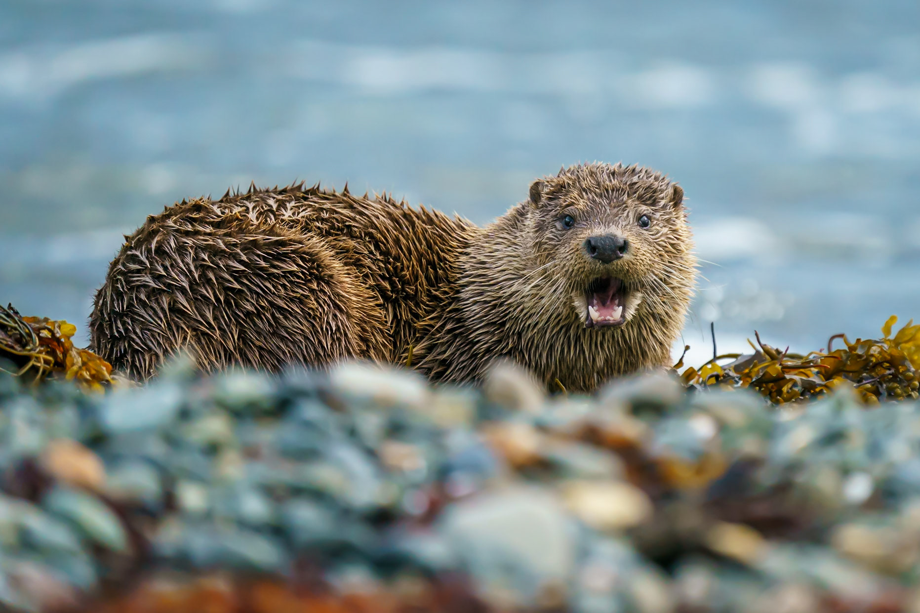Eurasian Otter