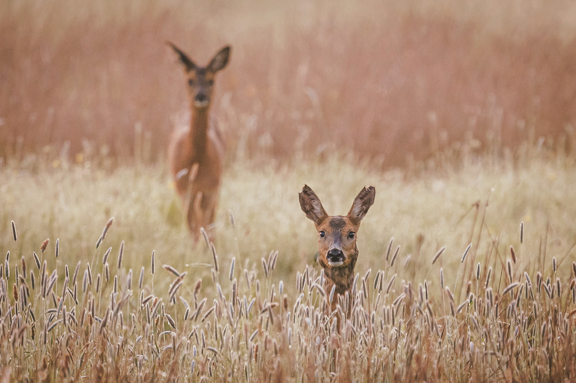 Roe Deer