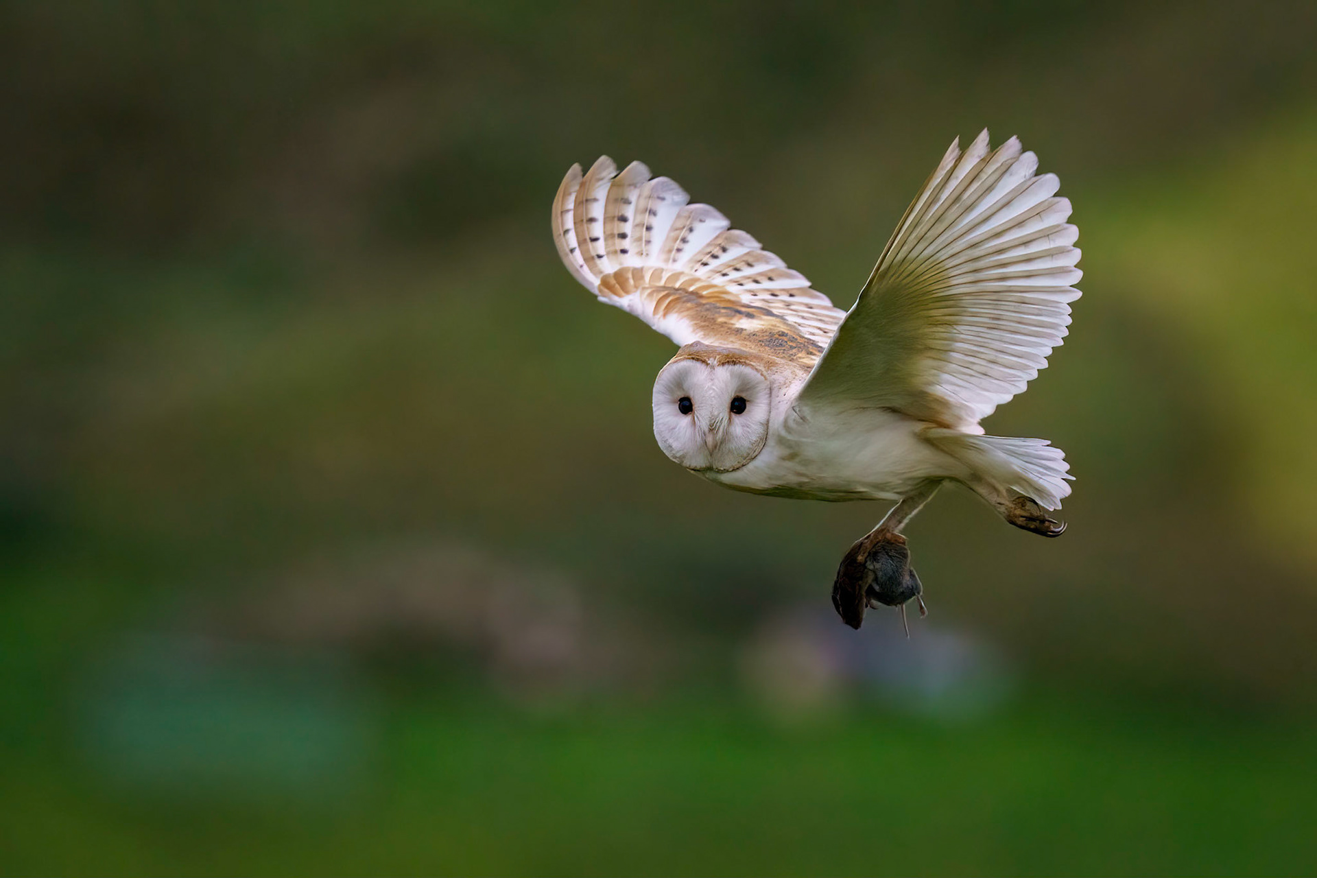 Barn Owl