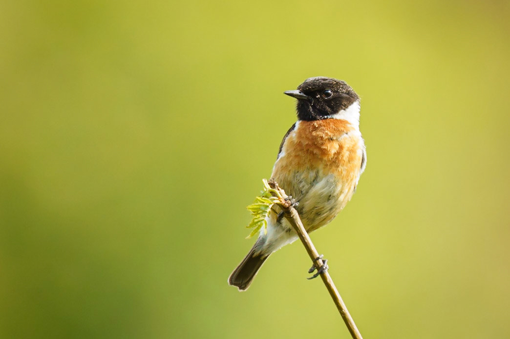 Stonechat