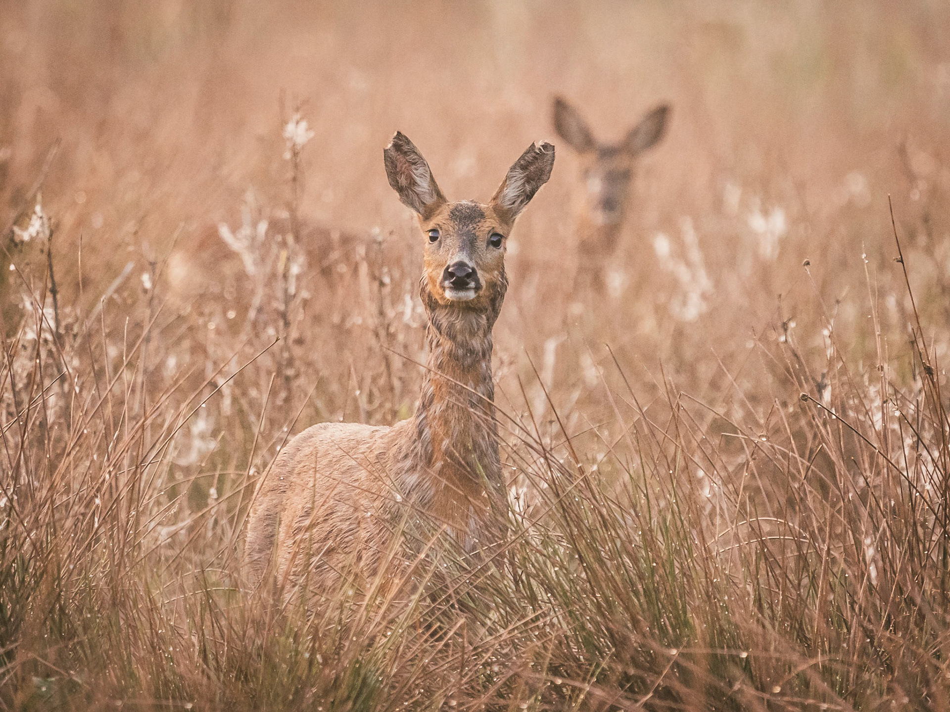 Roe Deer