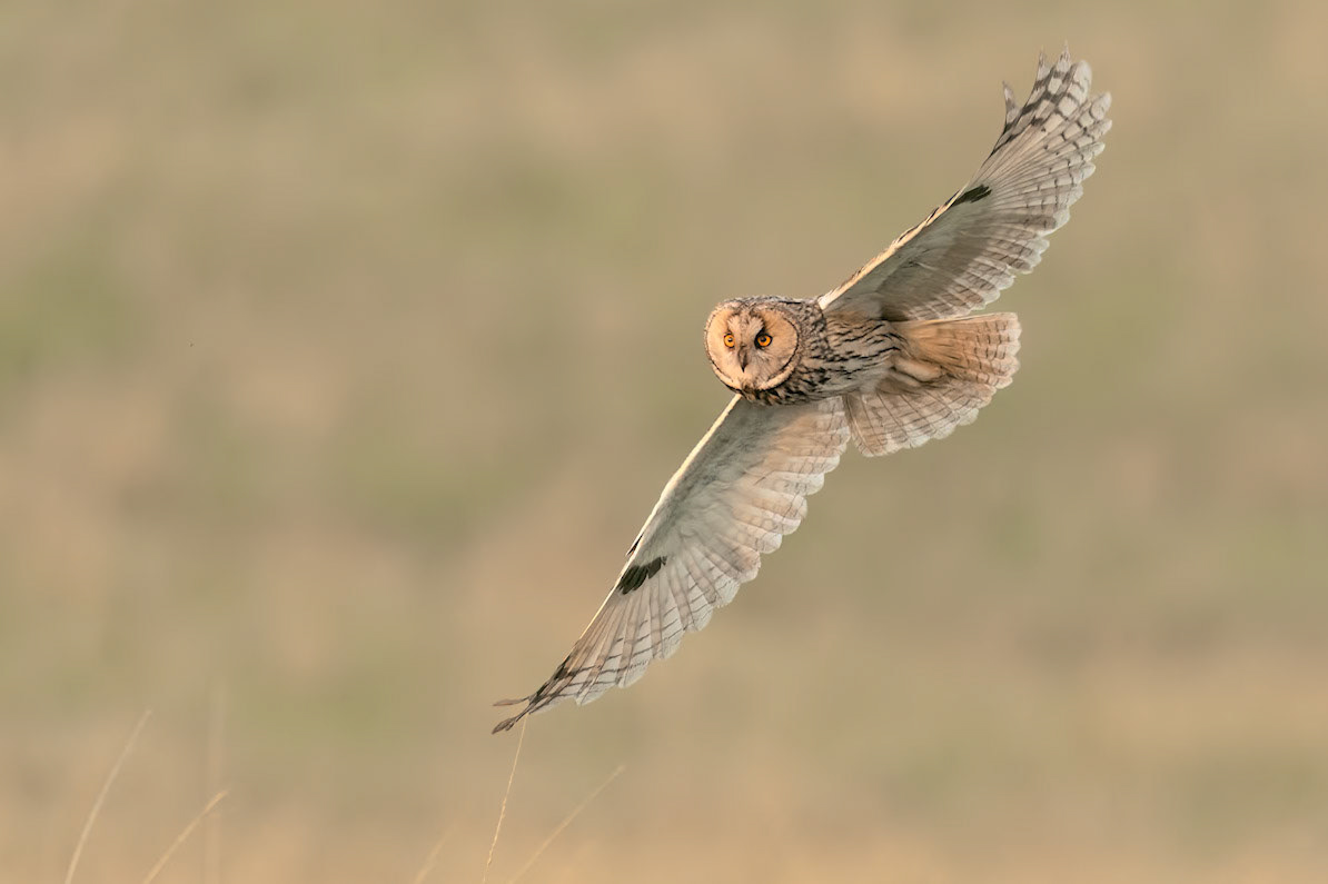 Long Eared Owl