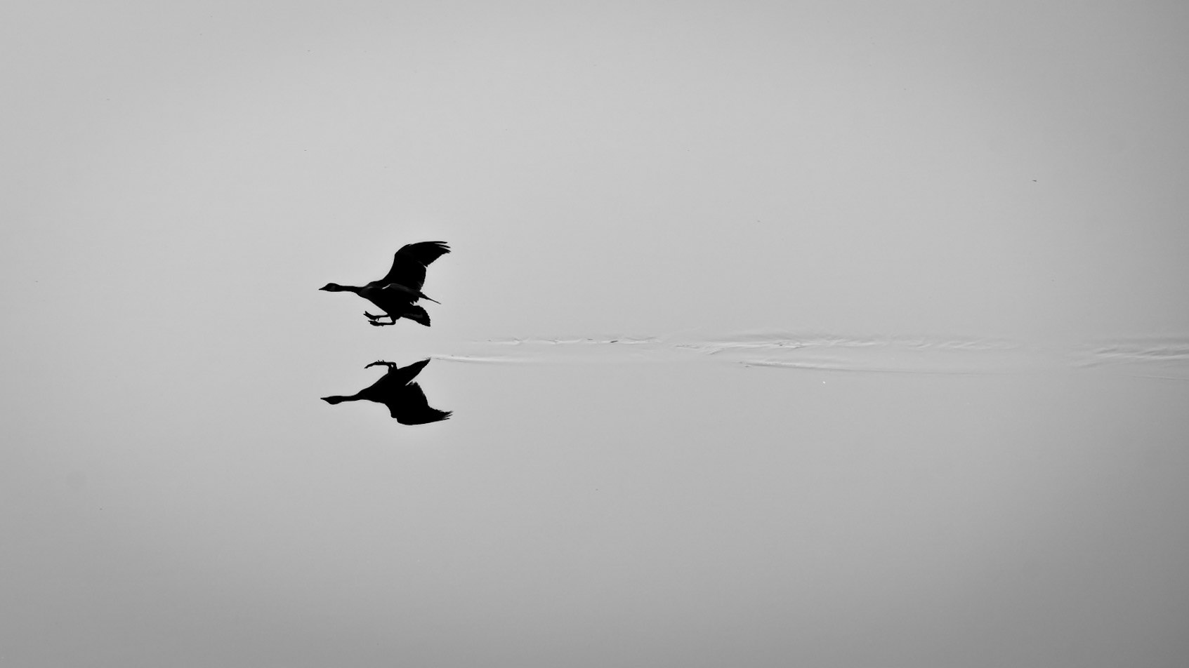 Canada Goose Reflection 2