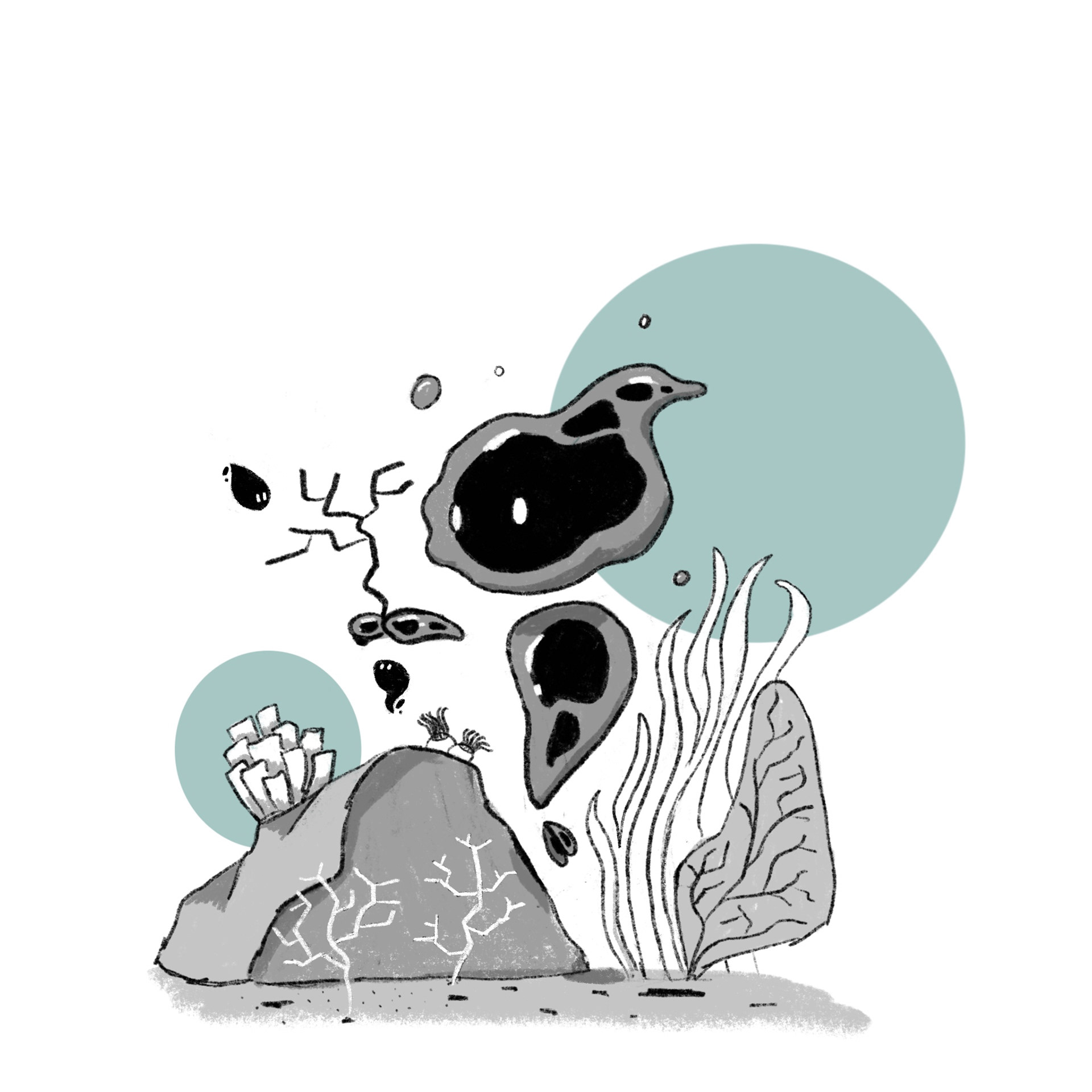 CORAL