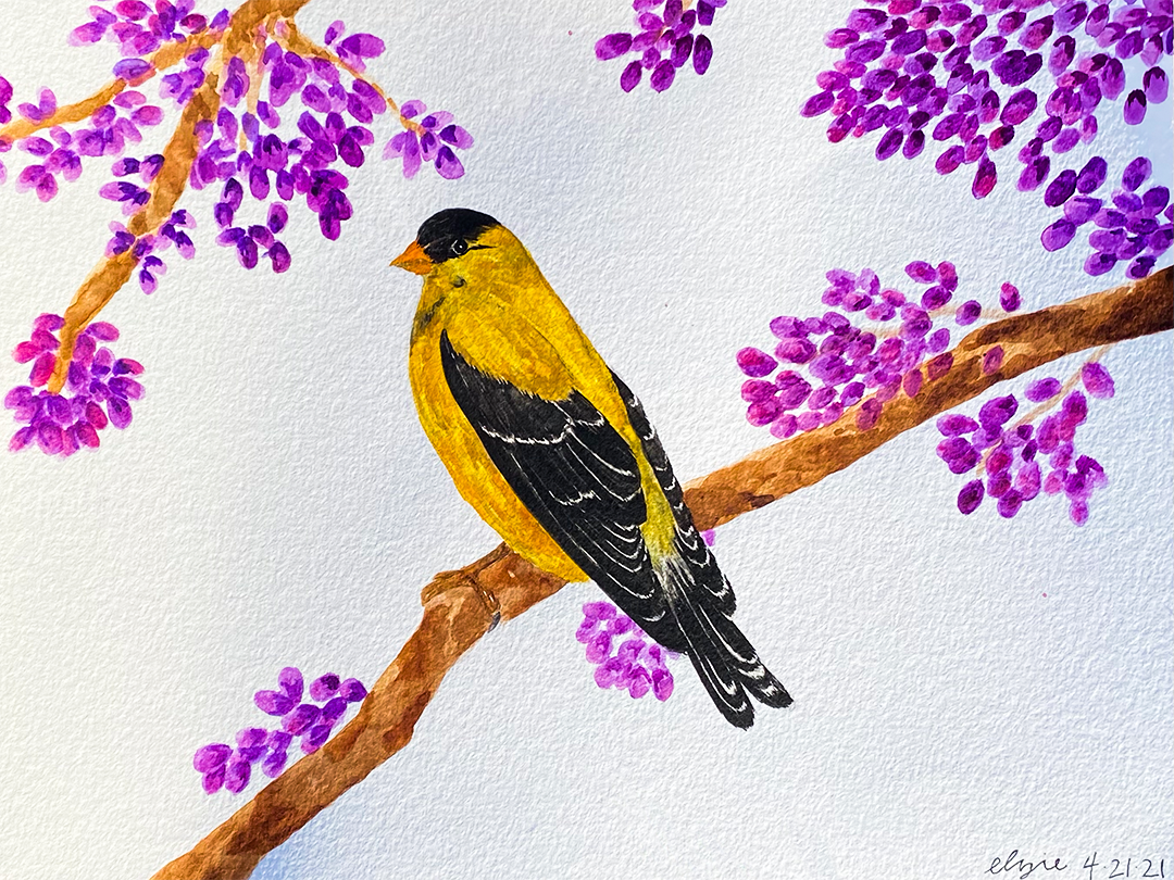American Goldfinch