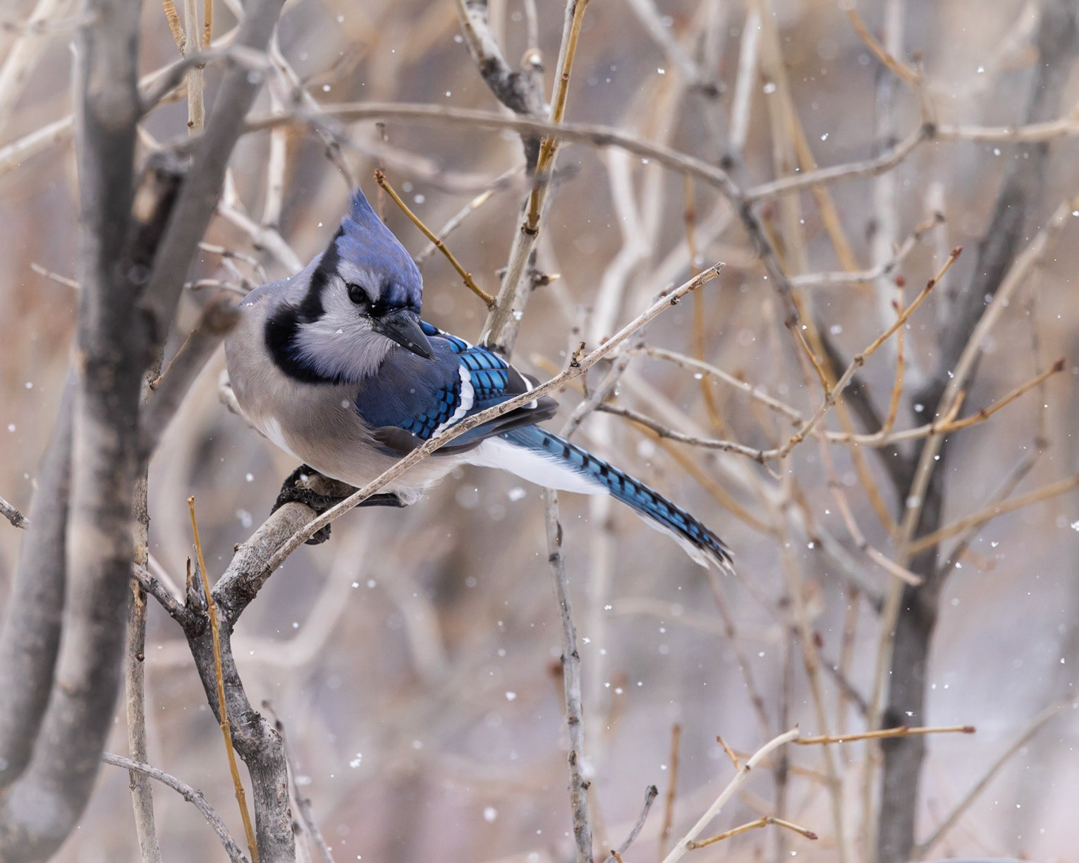 Blue Jay