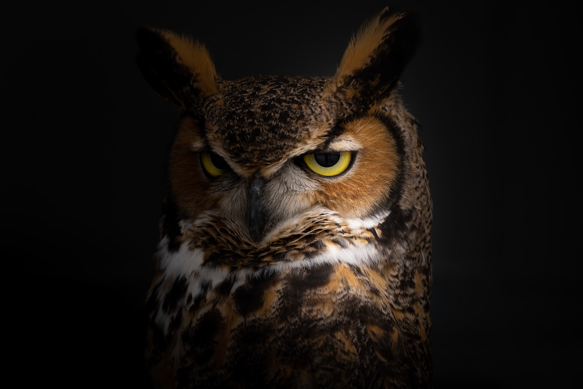 Aldo ~ Great Horned Owl (Black Hills Raptor Center)