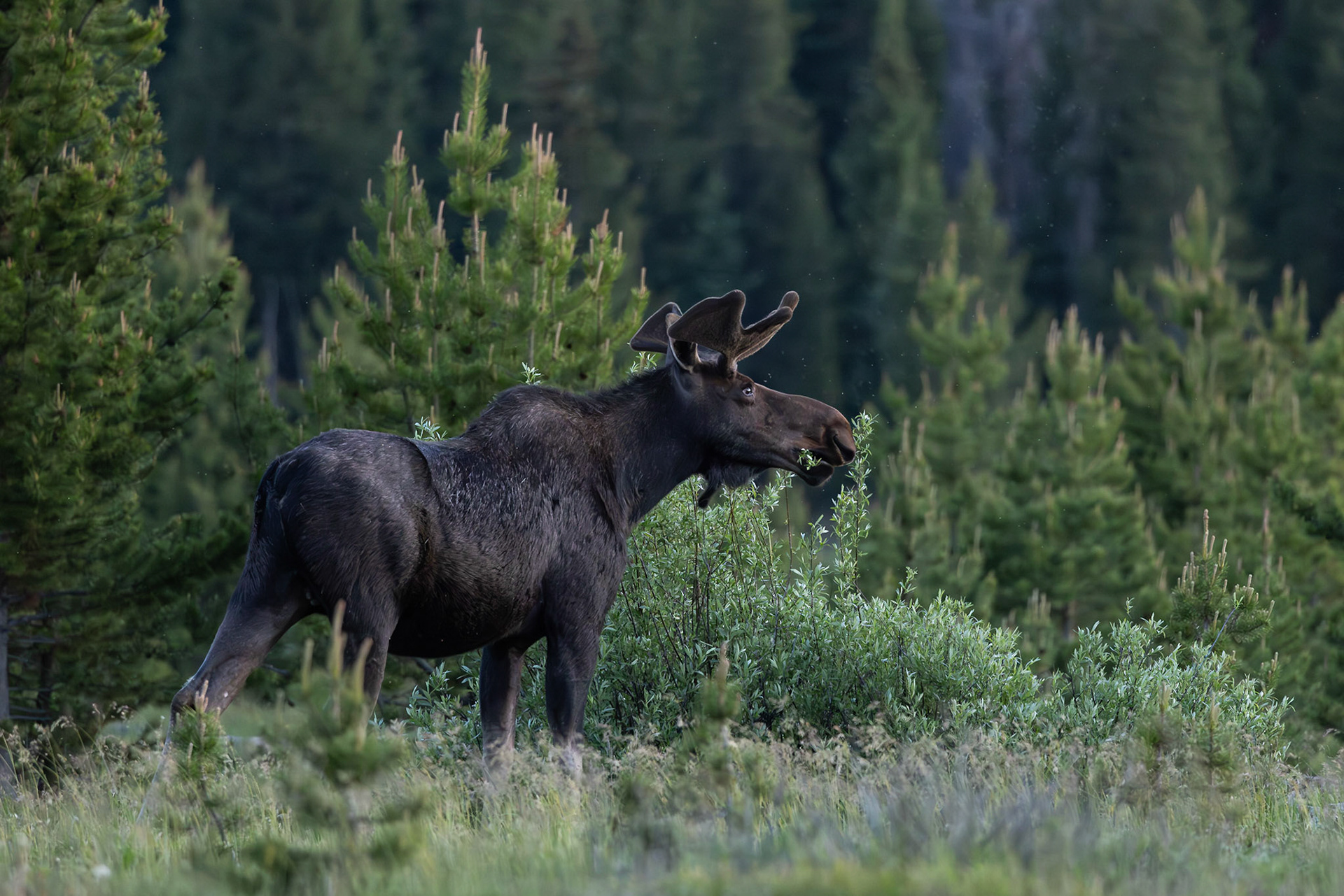 Bull Moose - Colorado State Forest
