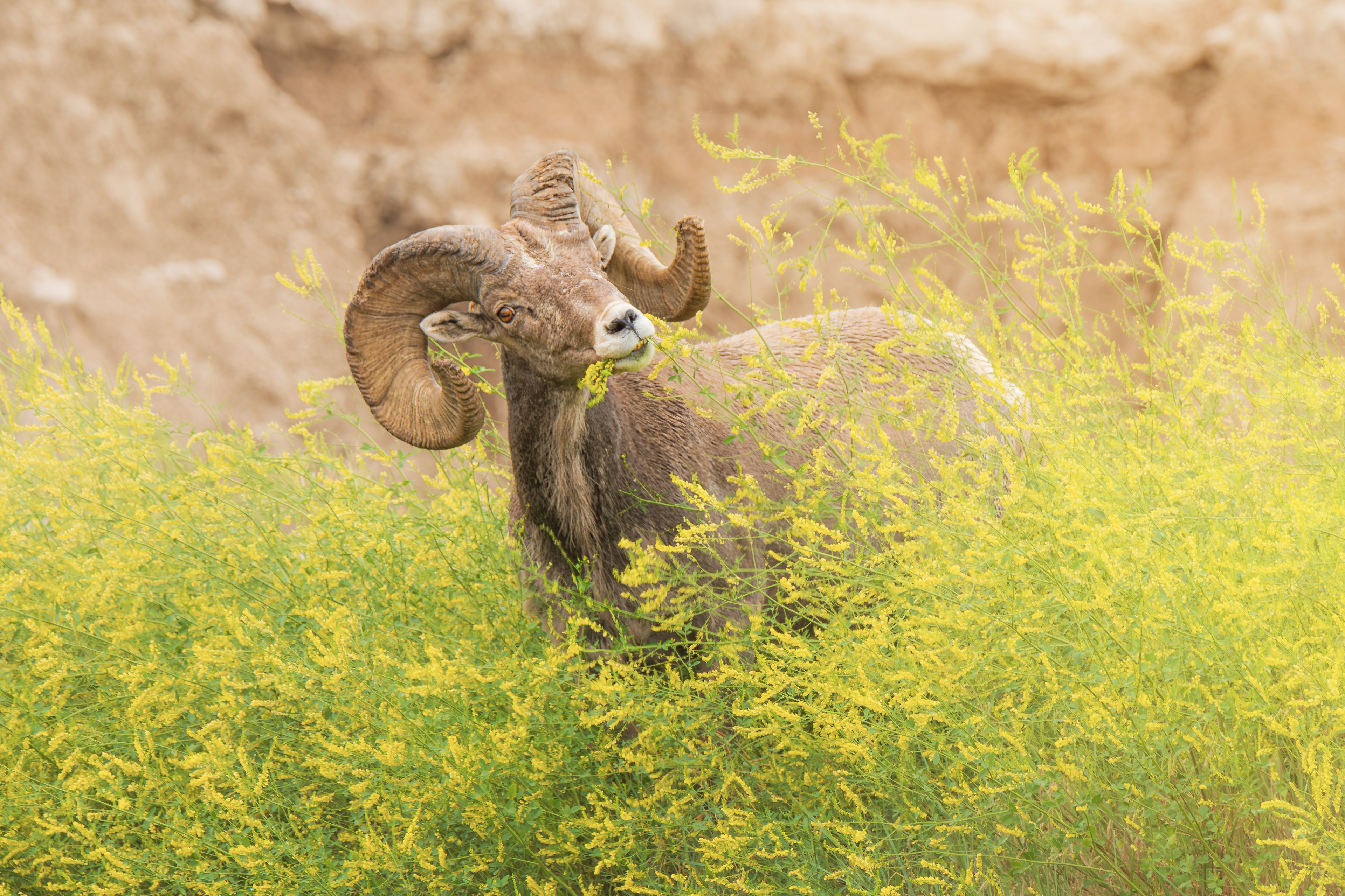 Bighorn Sheep - Badlands