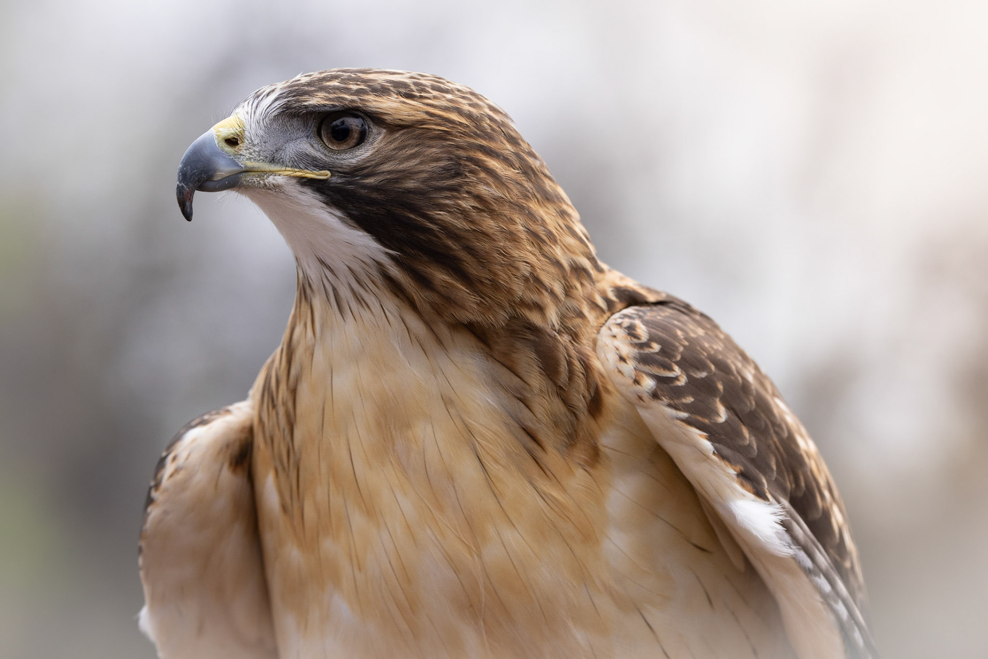 Elise ~ Red Tailed Hawk (Black Hills Raptor Center)