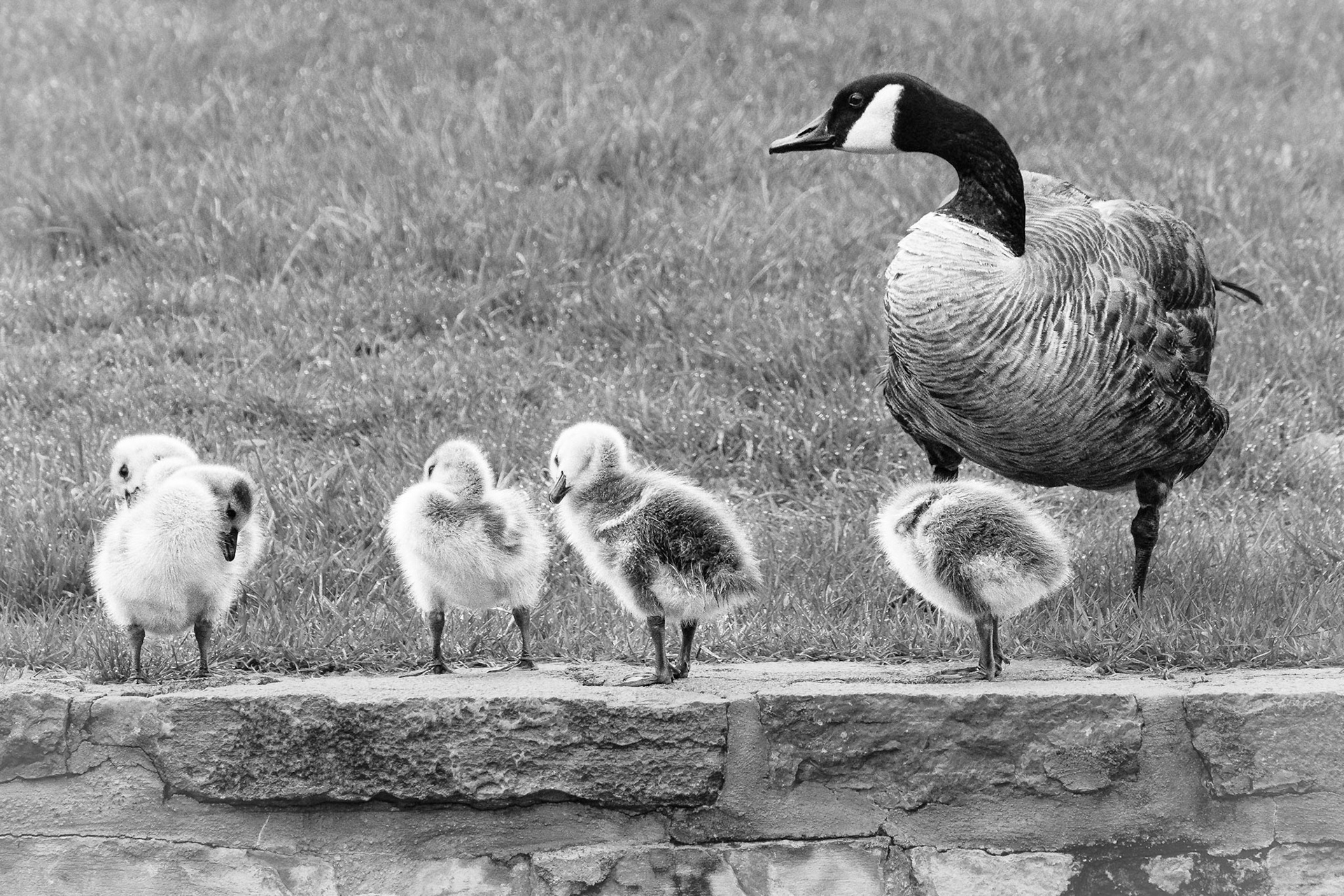 Mother's watchful eye