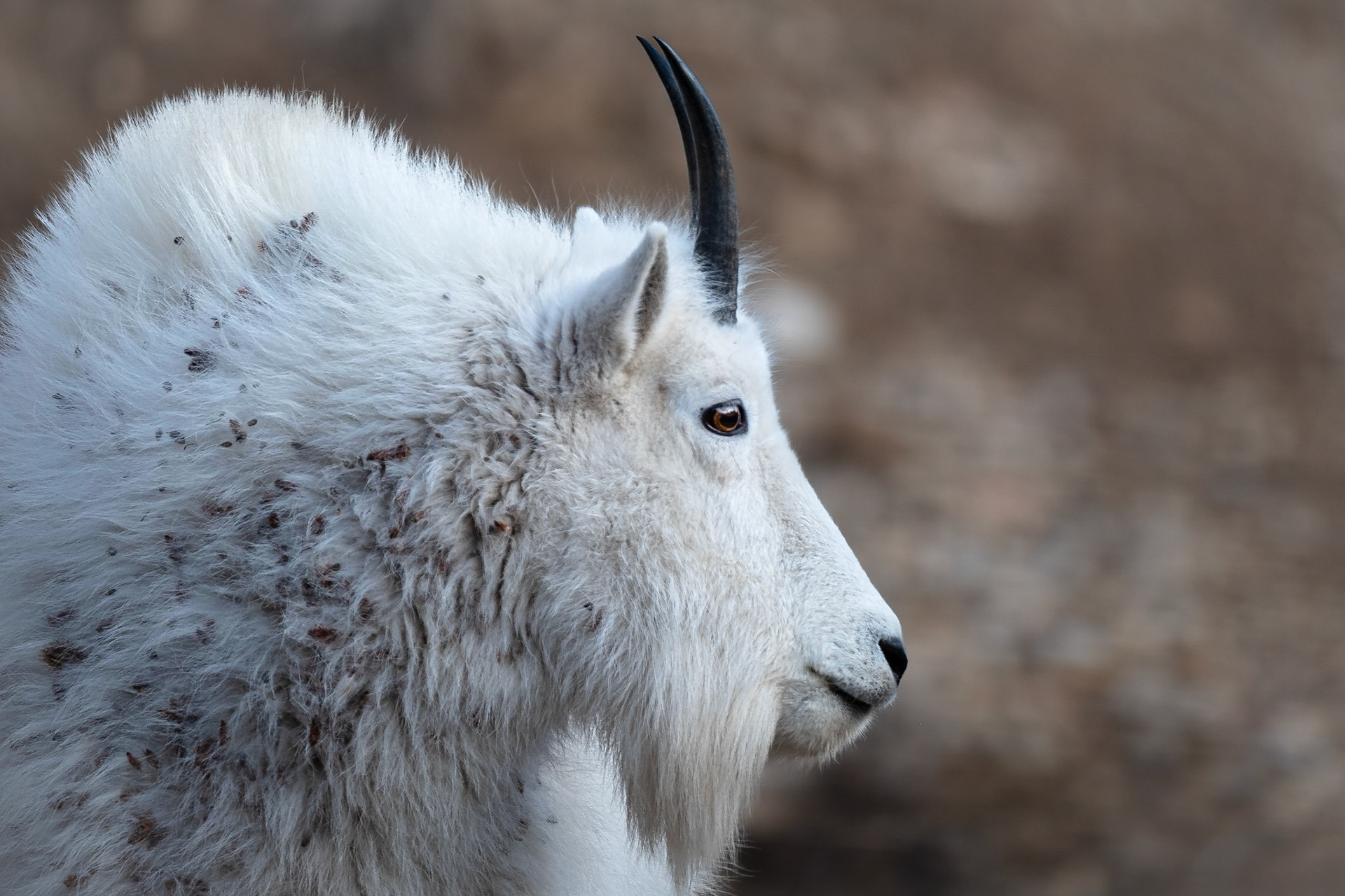 Mountain Goat - Spearfish Canyon