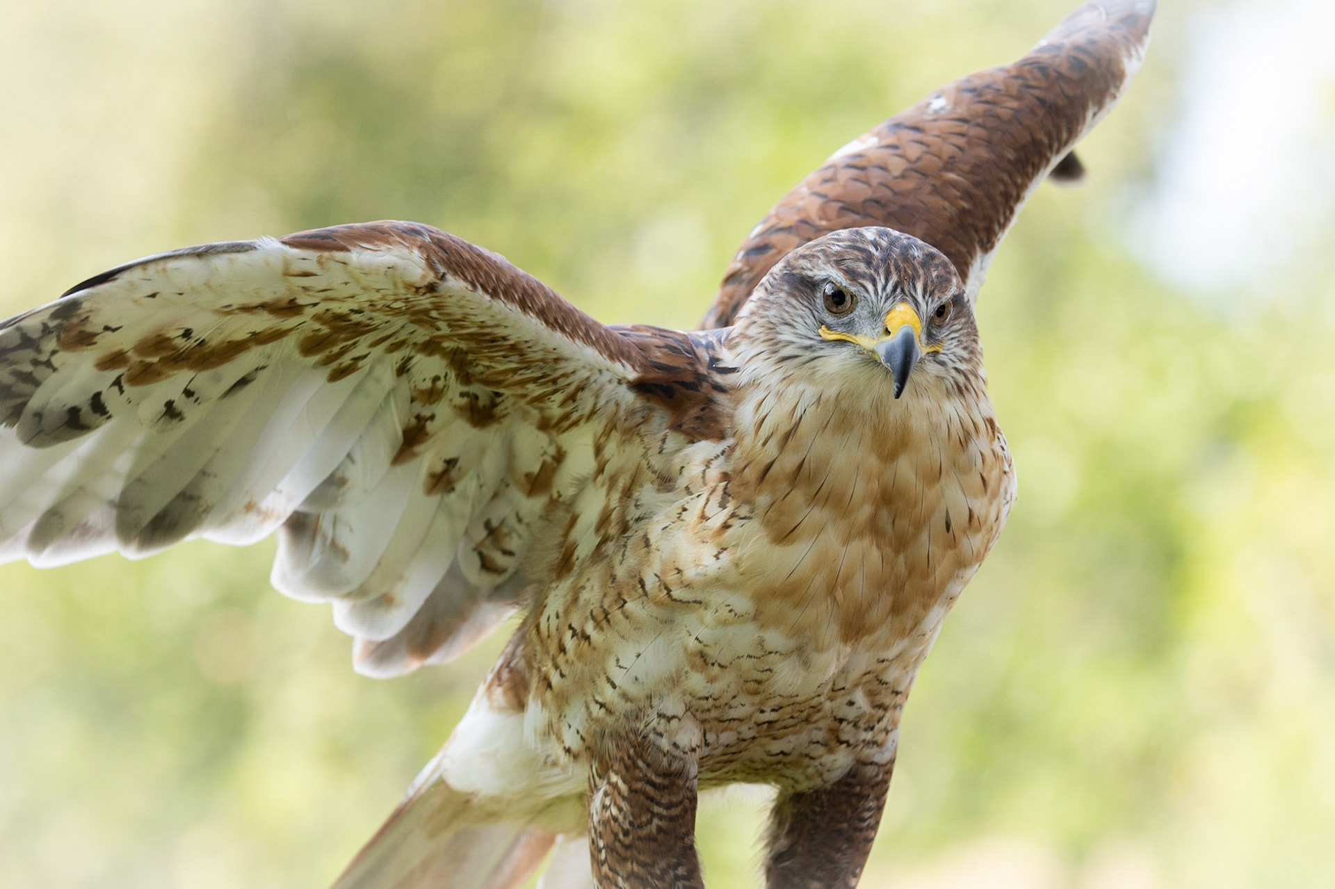 Freya ~ Red Tailed Hawk (Black Hills Raptor Center)