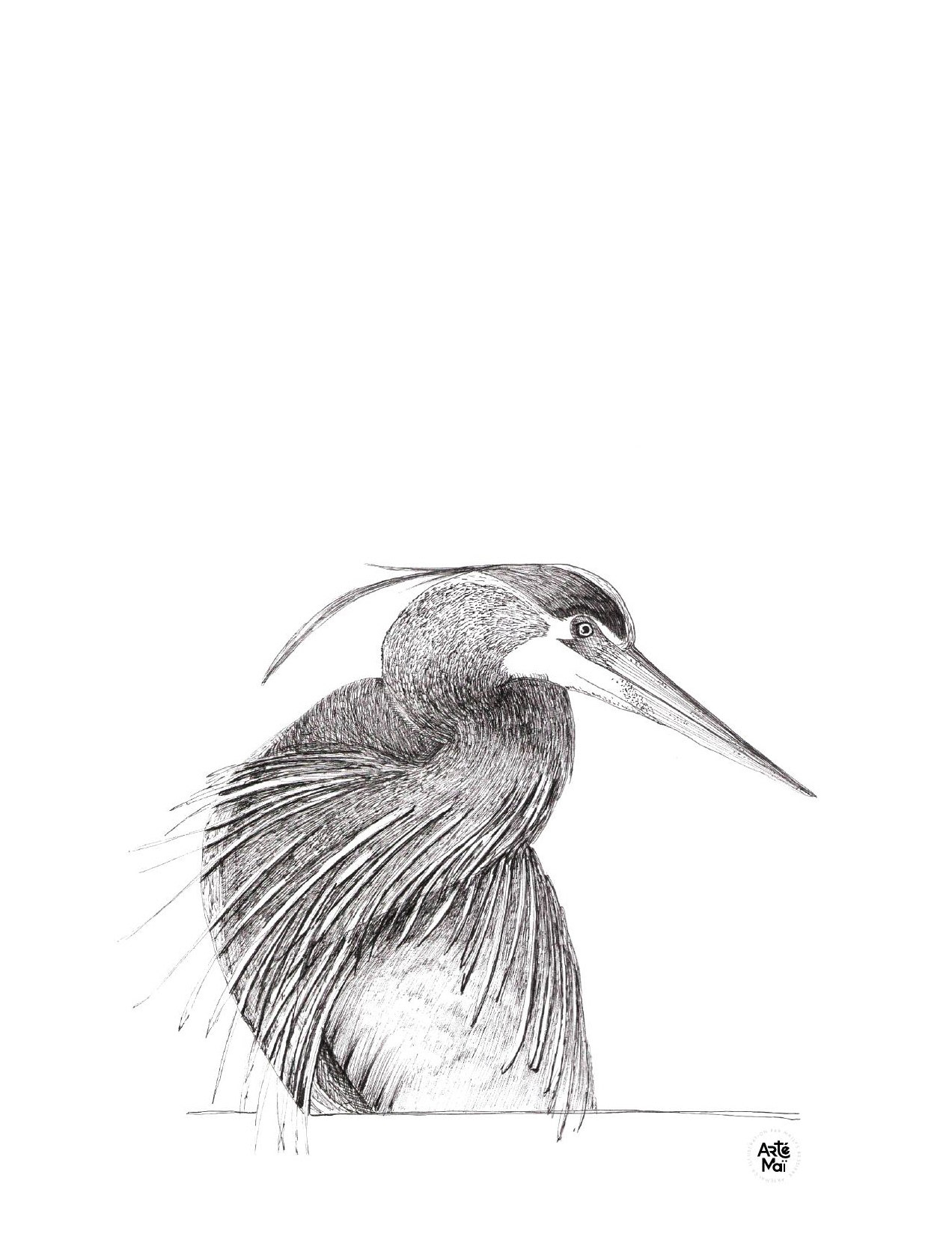 Grand-héron | illustration traditionnelle à l'encre