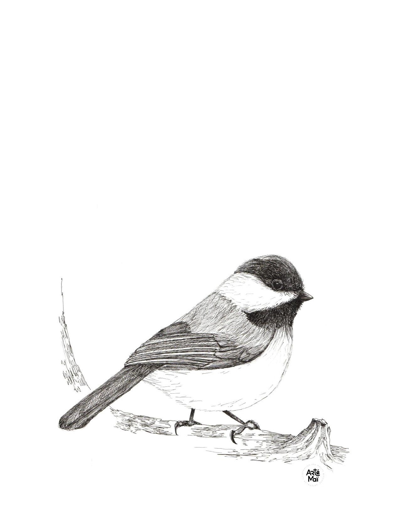 Mésange | illustration traditionnelle à l'encre